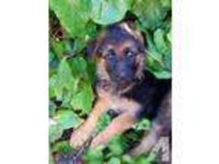 German Shepherd Dog Puppy for sale in HERCULES, CA, USA