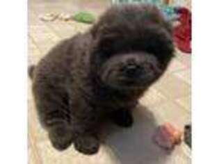 Chow Chow Puppy for sale in Clarksburg, PA, USA