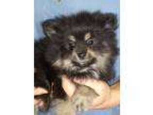 Pomeranian Puppy for sale in Berkeley Springs, WV, USA