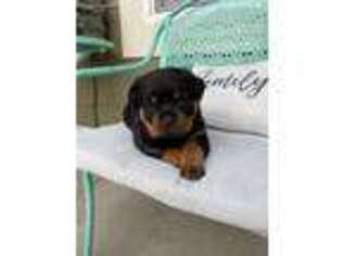 Rottweiler Puppy for sale in Parker, CO, USA