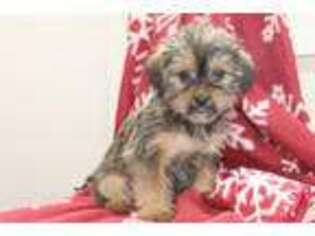 Shorkie Tzu Puppy for sale in Fort Plain, NY, USA