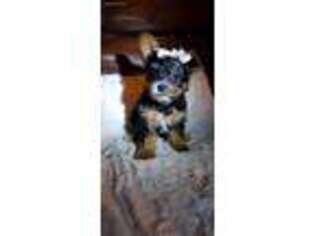 Yorkshire Terrier Puppy for sale in Walhalla, SC, USA