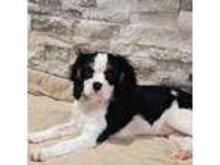 Cavalier King Charles Spaniel Puppy for sale in Springville, AL, USA