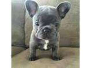 French Bulldog Puppy for sale in Hurley, WI, USA