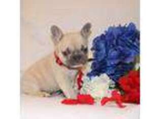 French Bulldog Puppy for sale in Oronogo, MO, USA
