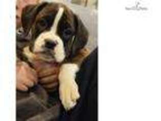 Boxer Puppy for sale in Manhattan, KS, USA