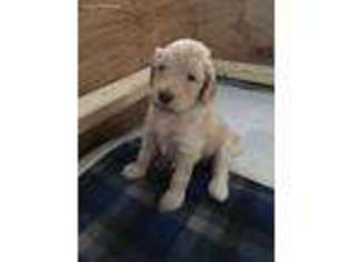 Labradoodle Puppy for sale in Burlington, WI, USA