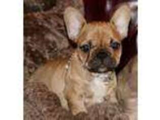 French Bulldog Puppy for sale in Manchester, KY, USA