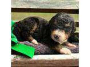 Mutt Puppy for sale in Grand Ridge, FL, USA
