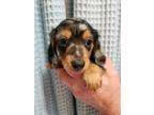 Dachshund Puppy for sale in Ridgefield, WA, USA