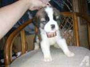 Saint Bernard Puppy for sale in BEAVER CITY, NE, USA