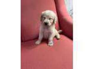 Goldendoodle Puppy for sale in Avon Park, FL, USA