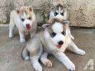 Siberian Husky Puppy for sale in CHULA VISTA, CA, USA