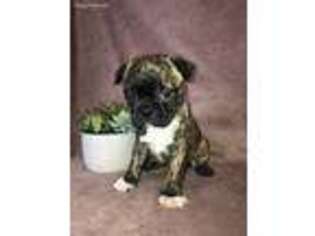 Boston Terrier Puppy for sale in Lyndonville, NY, USA