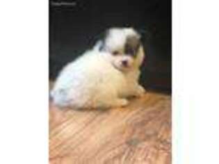 Pomeranian Puppy for sale in Tidewater, OR, USA
