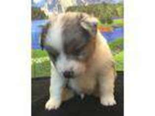 Miniature Australian Shepherd Puppy for sale in West Liberty, KY, USA