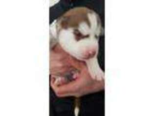 Siberian Husky Puppy for sale in Cliffside Park, NJ, USA