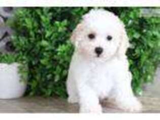 Cavachon Puppy for sale in Columbus, OH, USA