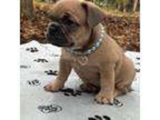 French Bulldog Puppy for sale in Mechanicsville, VA, USA