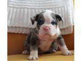 Olde English Bulldogge Puppy for sale in Littleton, CO, USA