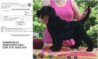 Black Russian Terrier Puppy for sale in Manchester, MO, USA