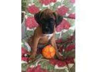 Boxer Puppy for sale in Palm Coast, FL, USA