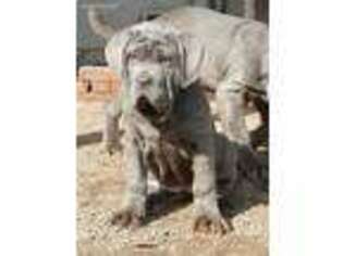Neapolitan Mastiff Puppy for sale in Richmond, VA, USA