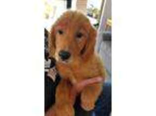 Golden Retriever Puppy for sale in Green Valley, AZ, USA