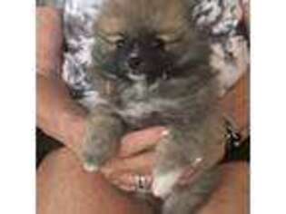 Pomeranian Puppy for sale in Harrisburg, PA, USA