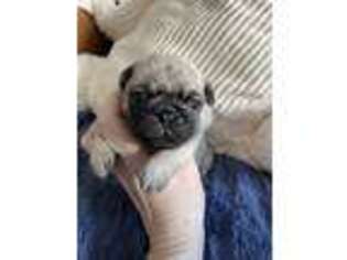 Pug Puppy for sale in Syracuse, NY, USA