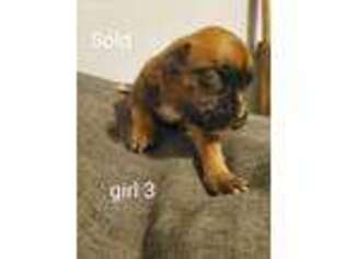 Boxer Puppy for sale in Wyalusing, PA, USA