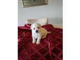 Bichon Frise Puppy for sale in Benton City, WA, USA