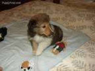 Shetland Sheepdog Puppy for sale in Littleton, CO, USA