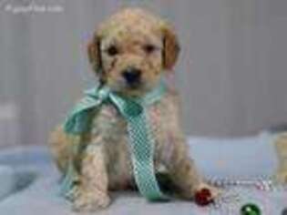 Goldendoodle Puppy for sale in Liberty, KY, USA