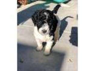 Labradoodle Puppy for sale in Hayward, CA, USA