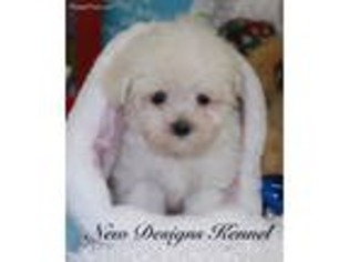 Maltese Puppy for sale in Rockwell City, IA, USA