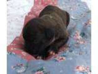 Boxer Puppy for sale in Hillsboro, TN, USA