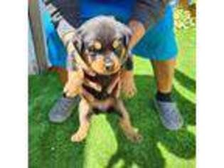 Rottweiler Puppy for sale in Ewing, NJ, USA
