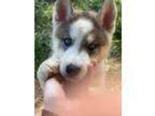 Siberian Husky Puppy for sale in Dover, TN, USA