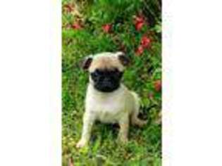 Pug Puppy for sale in Clarksville, TX, USA