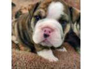 Bulldog Puppy for sale in Horn Lake, MS, USA