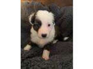 Border Collie Puppy for sale in Crestview, FL, USA