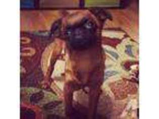 Brussels Griffon Puppy for sale in RIVERSIDE, NJ, USA