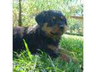 Rottweiler Puppy for sale in New Waverly, TX, USA
