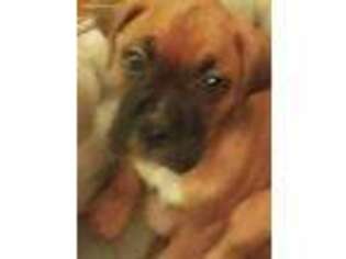 Boxer Puppy for sale in Greenlawn, NY, USA