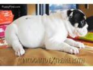 Bulldog Puppy for sale in College Corner, OH, USA