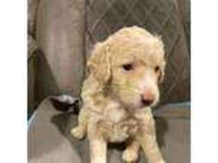 Labradoodle Puppy for sale in Raymore, MO, USA