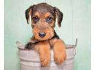 Airedale Terrier Puppy for sale in Port Orange, FL, USA