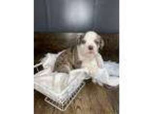 Olde English Bulldogge Puppy for sale in Owings, MD, USA