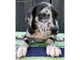 Great Dane Puppy for sale in Mount Sterling, KY, USA